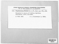 Polythrincium trifolii image